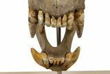 Fossil Cave Bear (Ursus spelaeus) Skull - Extremely Large! #240205-7